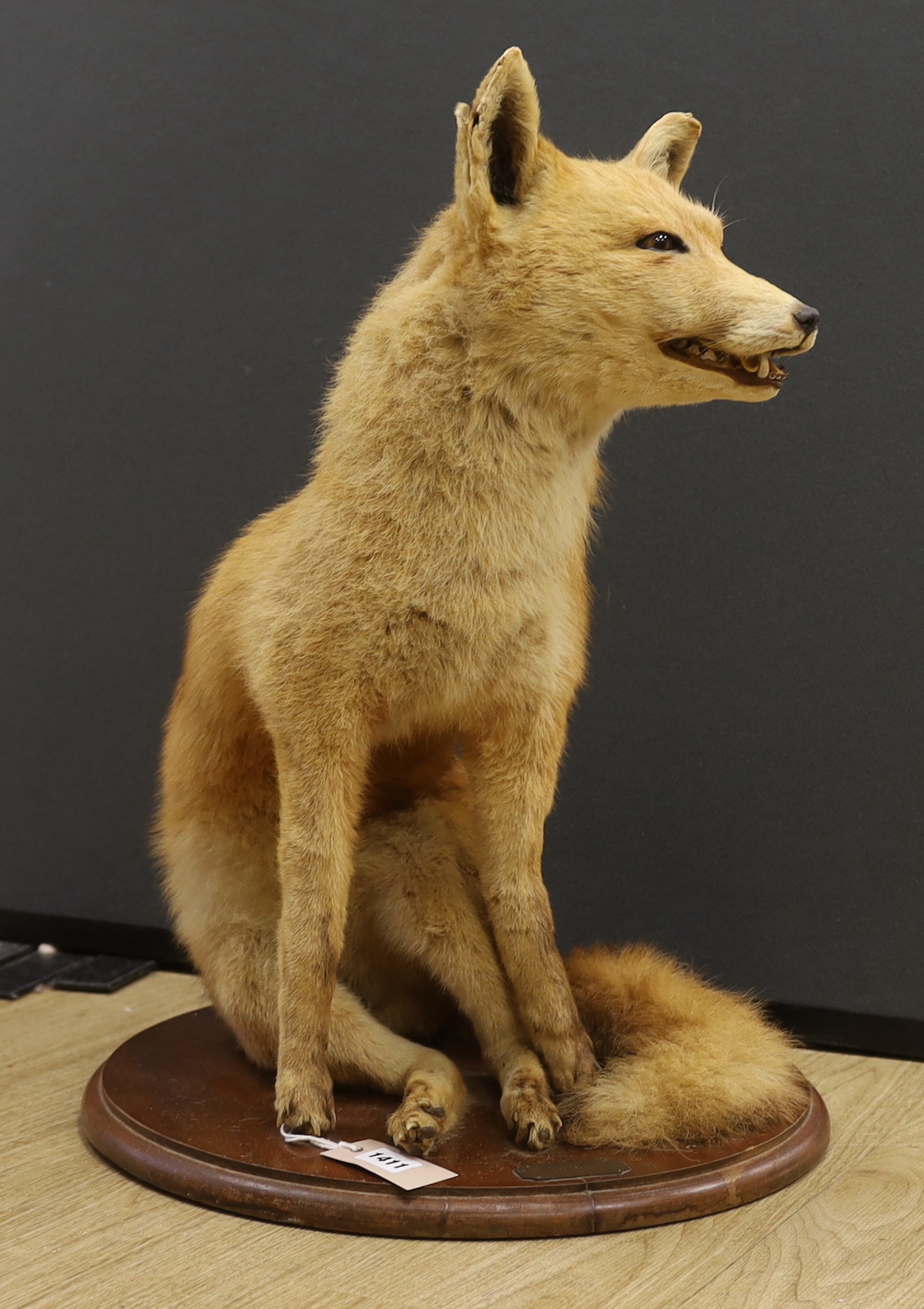 A taxidermic seated fox on circular wood plinth, height 60cm